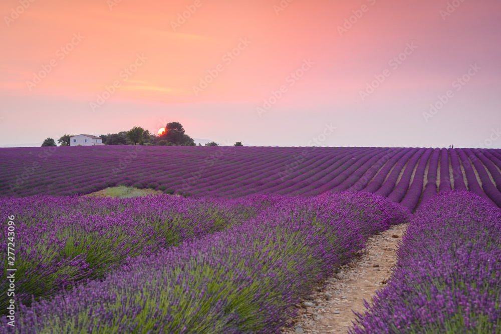 Fototapeta premium kolorowe pola lawendy na płaskowyżu Valensole we Francji