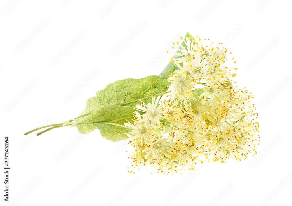 Fototapeta premium Linden flowers isolated on a white background
