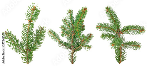 Set of fir branches isolated on a white background. Christmas tree branch.