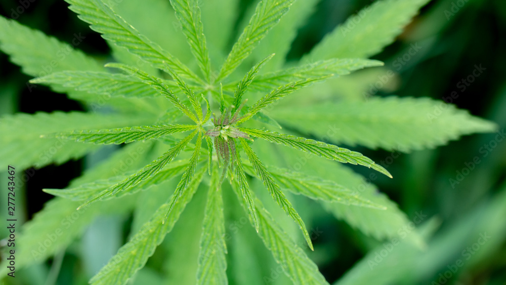 A marijuana bush, with strong branches on which ripe seeds. A marijuana bush, with strong branches on which ripe seeds.