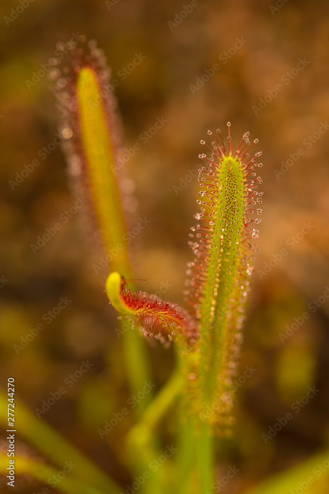 Cape sundew (Drosera capensis) ready to catch insects.