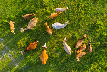 Aerial view at the cows. Farmland landscape from air. Composition with domestic animals. Photo from drone. Animal - image