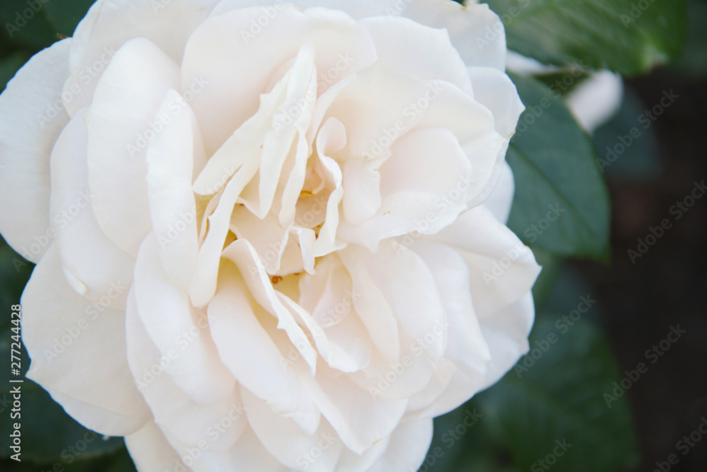 Fototapeta premium white rose flower closeup