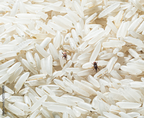 Rice Weevils (Sitophilus oryzae) in rice.