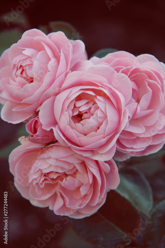 pink roses closeup background