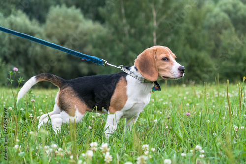 A thoughtful Beagle puppy on a walk in a city park. Portrait of a nice puppy.Eastern Europe.