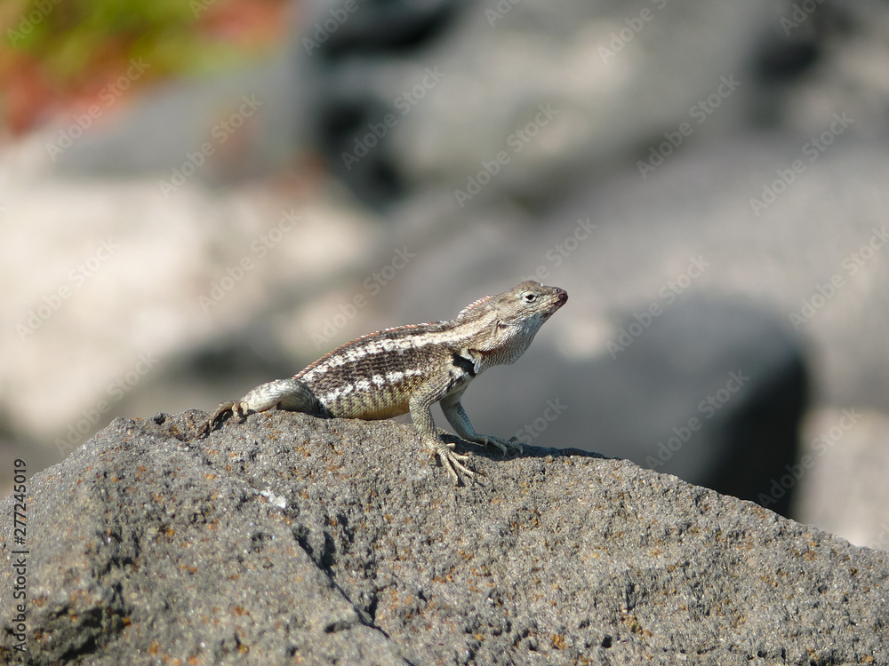 A laza lizard A laza lizard