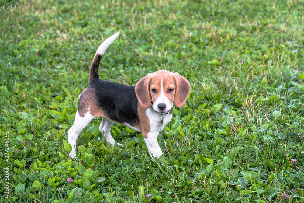 A thoughtful Beagle puppy on a walk in a city park. Portrait of a nice puppy.Eastern Europe.