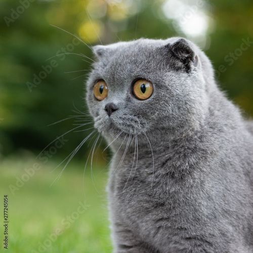 Lop-eared cat in the park on a background of green vegetation, portrait