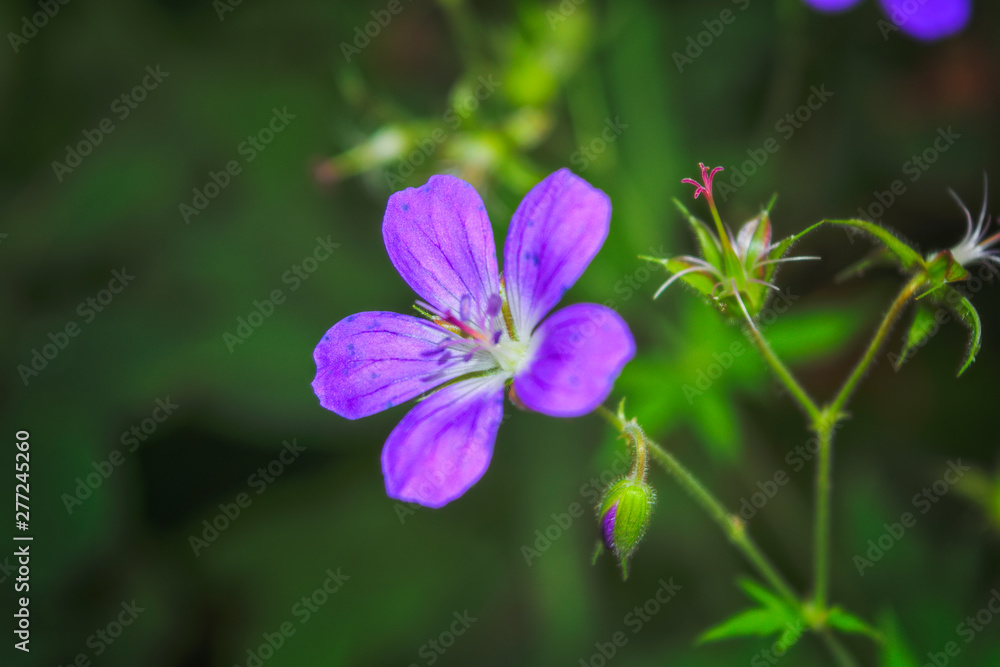 Wood cranesbill, woodland geranium, Geranium sylvaticum. Forest geranium.