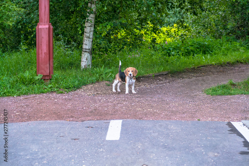 A thoughtful Beagle puppy on a walk in a city park. Portrait of a nice puppy.Eastern Europe.