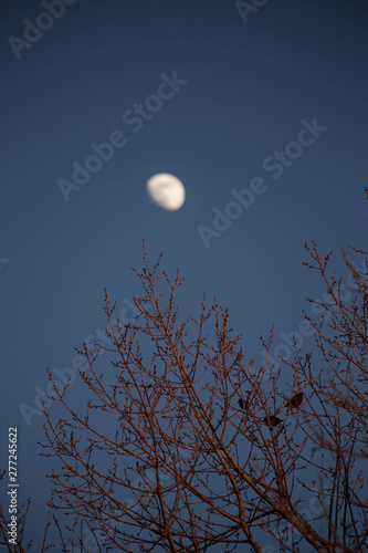 birds on a branch at night on the background of the moon