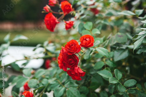 Beautiful shrub with red roses. Flowers in natural environment or for decoration.