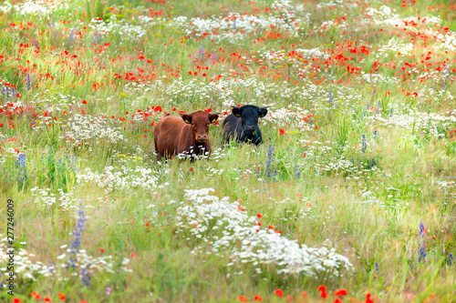 Canvas Print Two cows in wild flower meadow