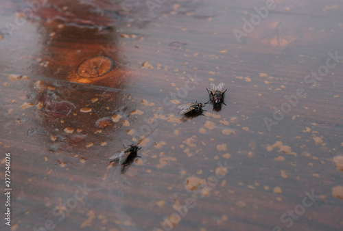 Drei Fliegen auf Holzboden