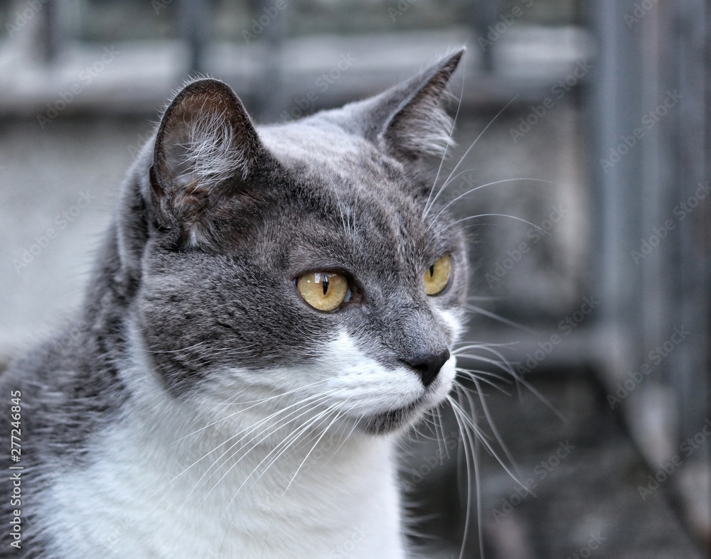 grey and white cat