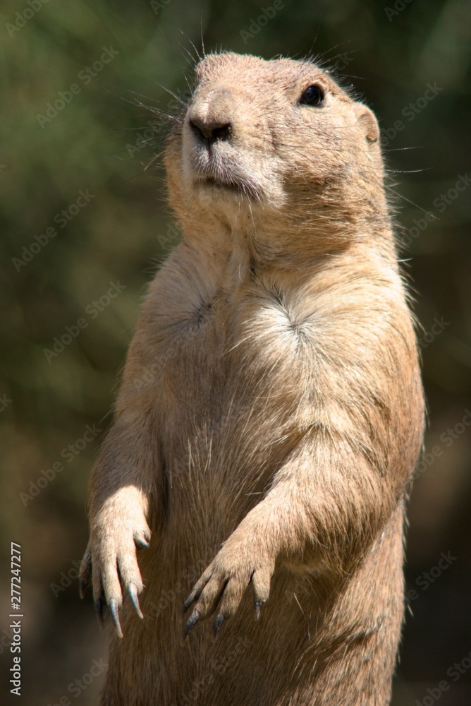 Fototapeta premium Black-tailed Prairie (Cynomys ludovicianus) is a daily rodent living from southwestern Canada to northern Mexico.