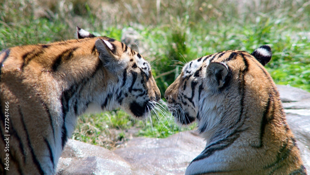 The Indian Tiger (Panthera tigris tigris), also called the Bengal Tiger, is the most numerous tiger subspecies. It is found predominantly around the Ganges estuary, India and Bangladesh. The Indian Tiger (Panthera tigris tigris), also called the Bengal Tiger, is the most numerous tiger subspecies. It is found predominantly around the Ganges estuary, India and Bangladesh.