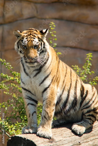 The Indian Tiger (Panthera tigris tigris), also called the Bengal Tiger, is the most numerous tiger subspecies. It is found predominantly around the Ganges estuary, India and Bangladesh.