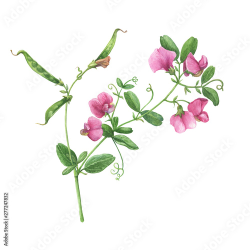Vászonkép Branch with mouse peas pink- Vicia cracca (known as sweet pea, cow vetch, bird vetch)