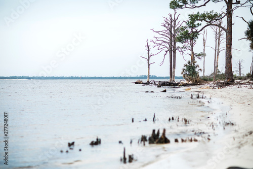 Fototapeta Naklejka Na Ścianę i Meble -  Empty Florida State Park Beach with Trees and a Shorelinein the Sand on the Beach in Florida During the Summer