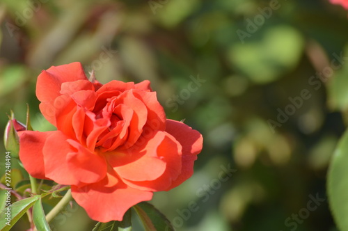 Thomasville rose garden