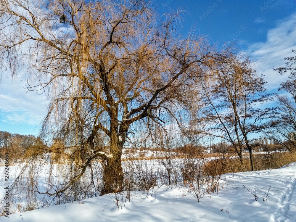 Fototapeta premium trees in winter