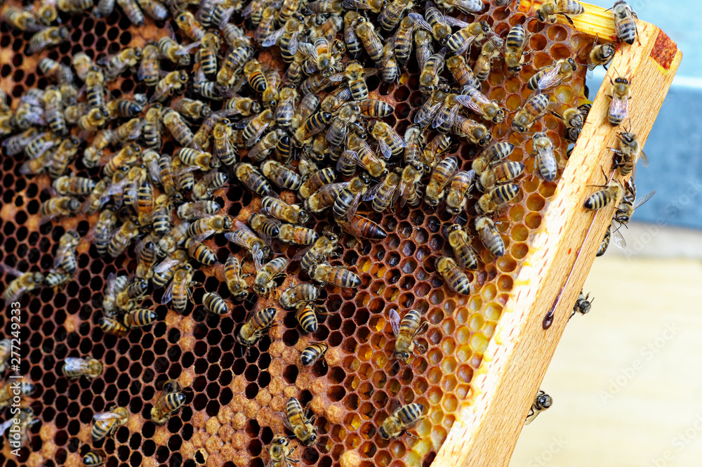 Bienenstöcke eines Imkers bei der Pflege der Bienen mit Waben und Honigbienen Bienenstöcke eines Imkers bei der Pflege der Bienen mit Waben und Honigbienen
