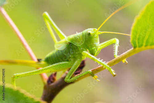 Fototapeta Green grasshopper sitting on tree in the garden