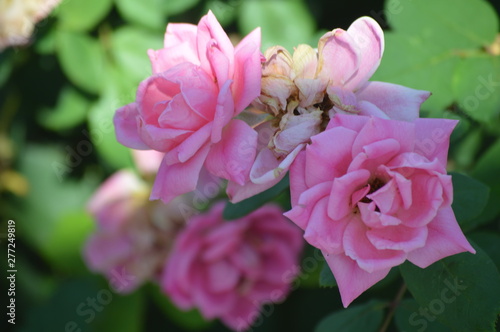 Thomasville rose garden 0305