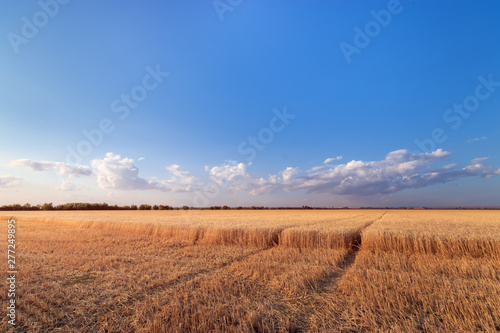 the wheat field the colors of paints   the nature of the early summer just before sunset