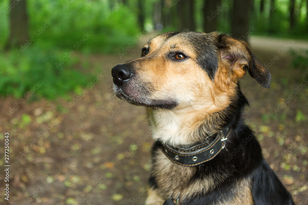 Portrait of a smart stray dog