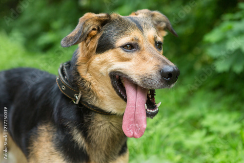 Portrait of a beautiful stray dog