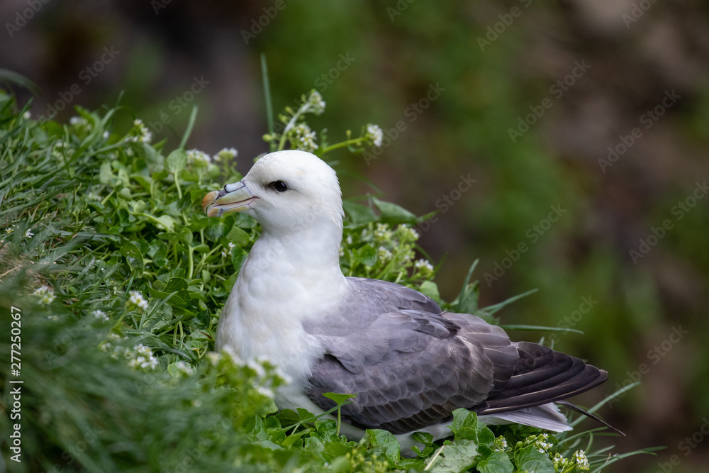 northern fulmar northern fulmar