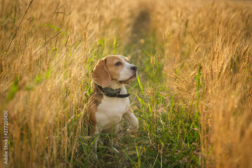 Beagle dog among the ears of rye on a summer evening