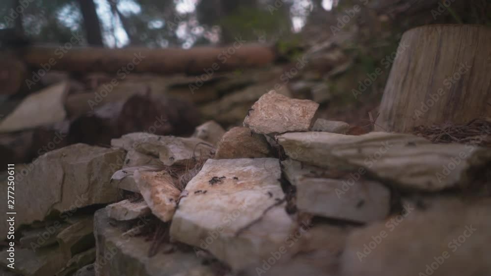 Group of ants climbing rocks in forest Group of ants climbing rocks in forest