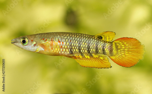 Werner Killifish Aquarium Fish Aplocheilus werneri 