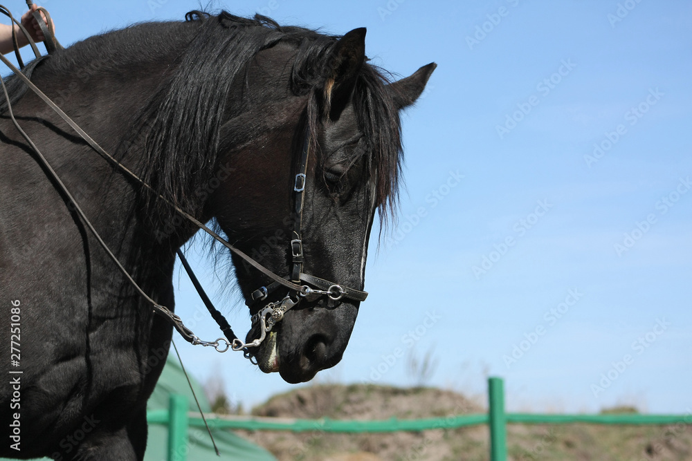 Riding a black mare with curb bit and cavesson. Academic dressage ...