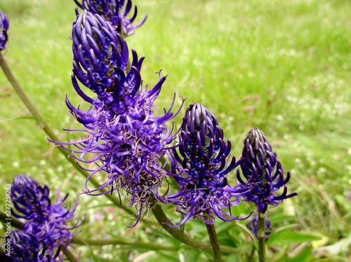 plan rapproché de trois fleurs alignées de raiponce dans une prairie photo