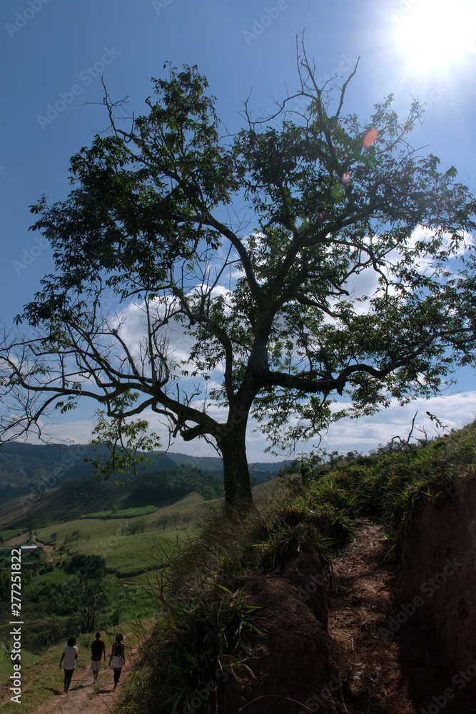 árvore, sol e os três