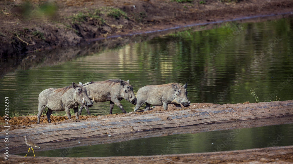 Fototapeta premium Three Common warthog walking in lake side in Kruger National park, South Africa ; Specie Phacochoerus africanus family of Suidae