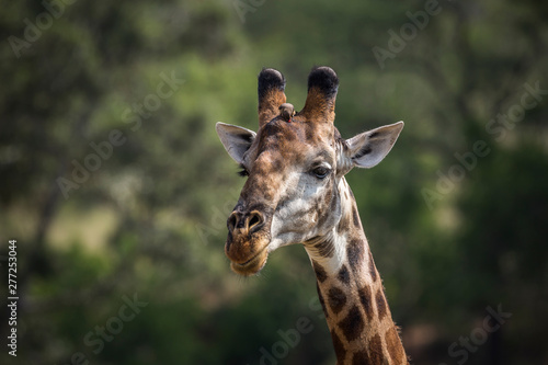 Fototapeta Naklejka Na Ścianę i Meble -  Giraffe in Kruger National park, South Africa