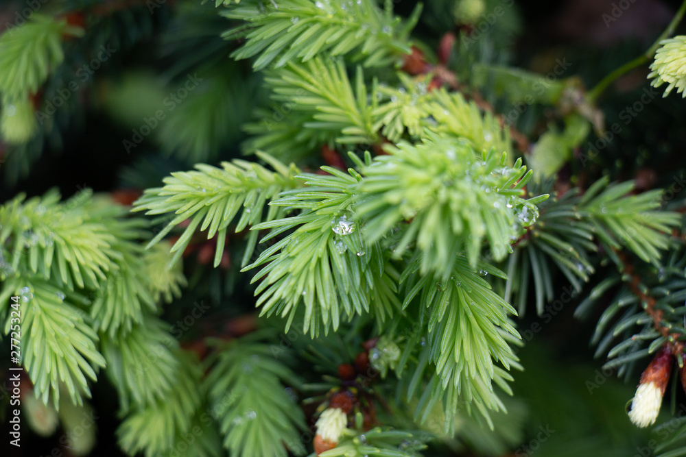 raindrops on the branch of a tree raindrops on the branch of a tree