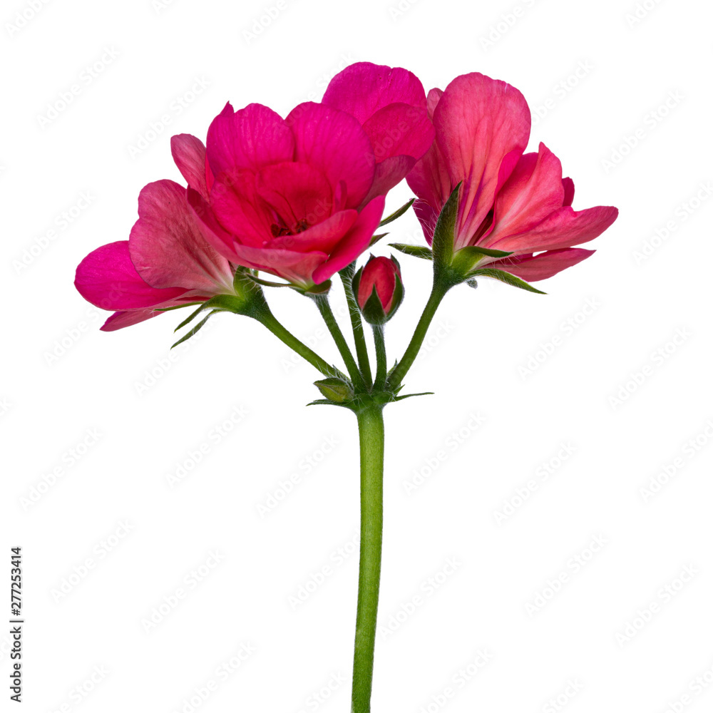 Side view of single blooming branch of pink Geranium flowers. Isolated on white background. Side view of single blooming branch of pink Geranium flowers. Isolated on white background.