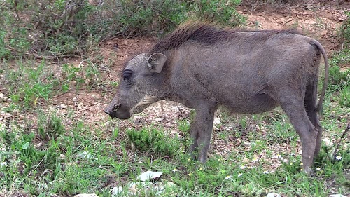 Close up of a baby warthog feeding. Addo Elephant Park. South Africa. Panoramic plane shift