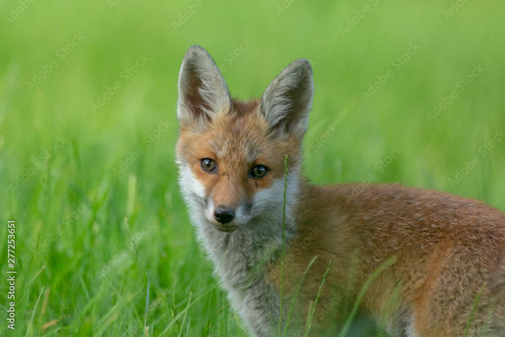 Obraz premium Rotfuchs