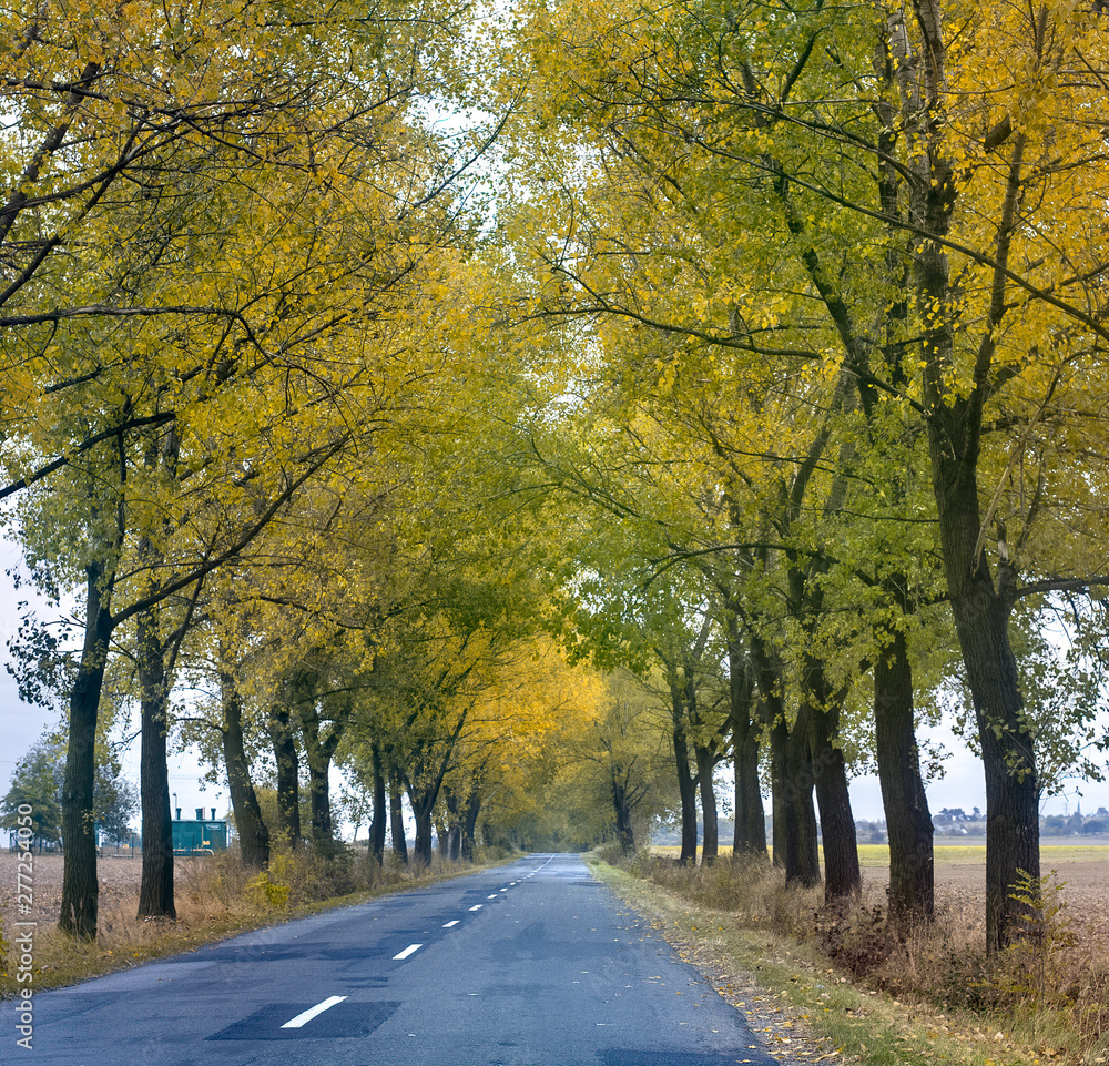 Beautiful beech canopy country road