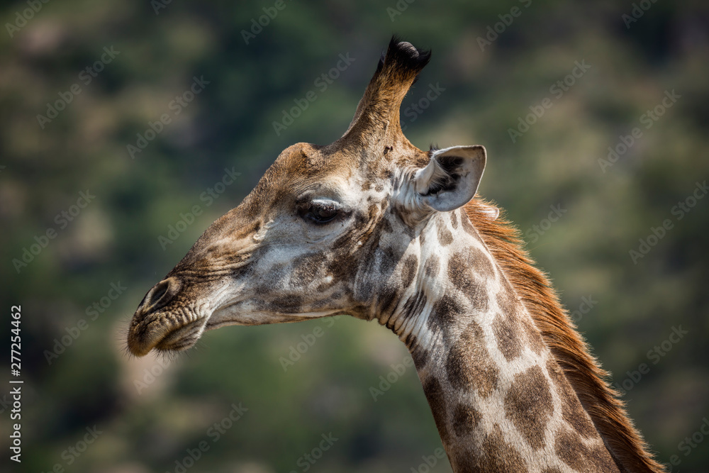 Giraffe in Kruger National park, South Africa Giraffe in Kruger National park, South Africa