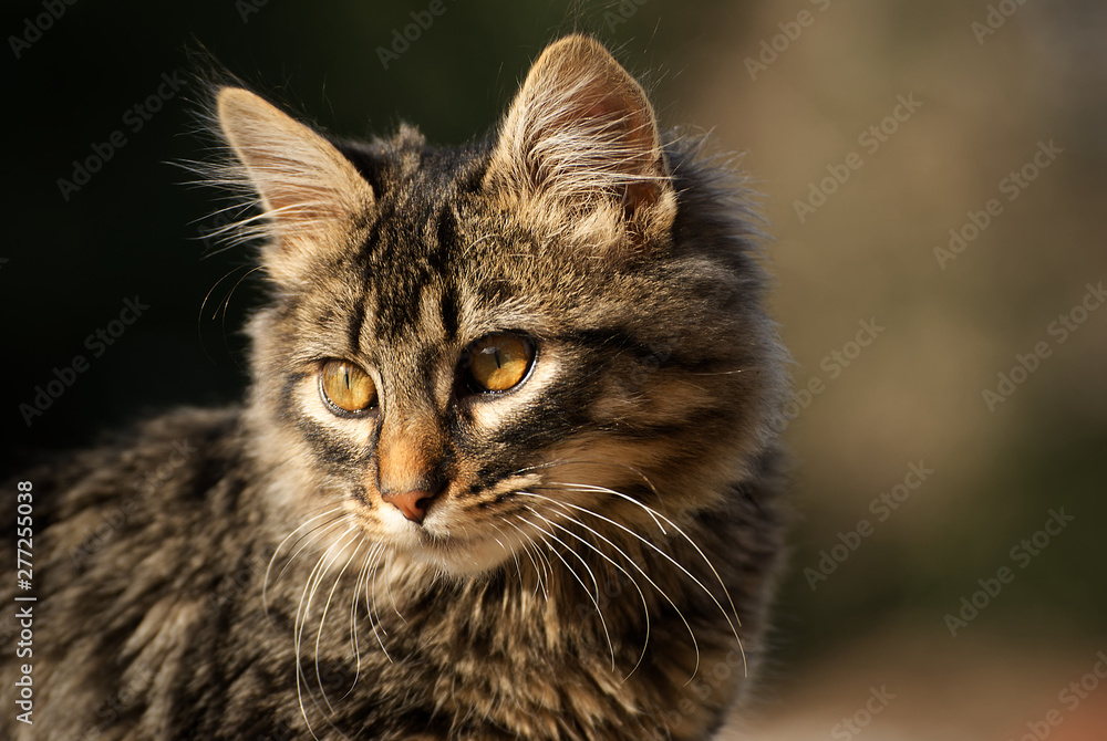 Cute main coon cat outdoor in spring 