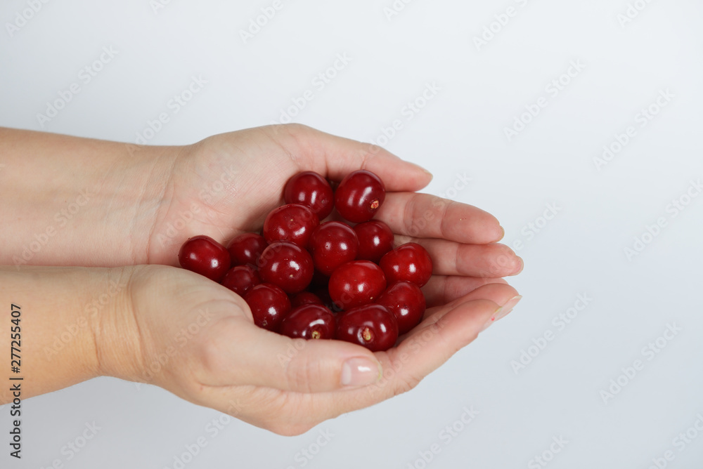The hands with cherry on white background The hands with cherry on white background